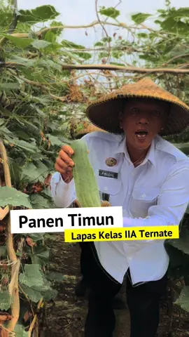 Lapas Ternate Panen 150 Kg Timun #kemenimipas #ditjenpas #lapasternate #ternate_malukuutara #fyp 
