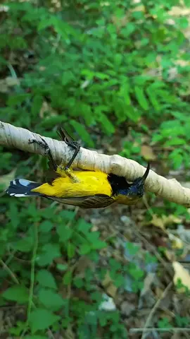#burung #birds #bird 