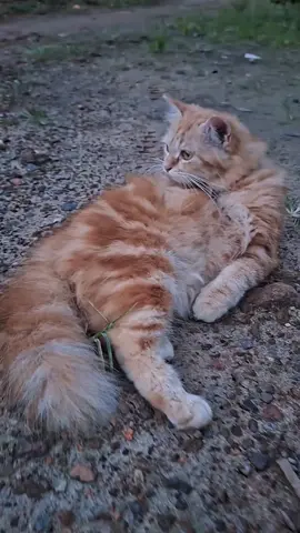 si vape gemoy 🐱 #majikankucing #anabulkesayangan #capcutpioneer #capcut #CapCut 