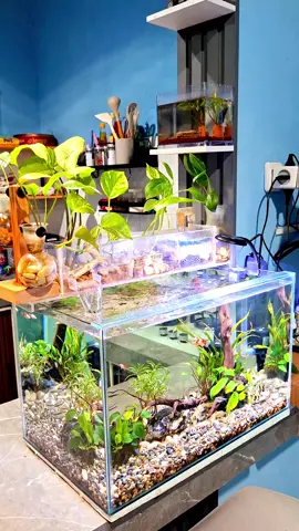 pikiran jadi fresh liat ini ✨️✨️✨️🌱🌱🌱 #aquascape #aquarium #fishtank #adem #santai 