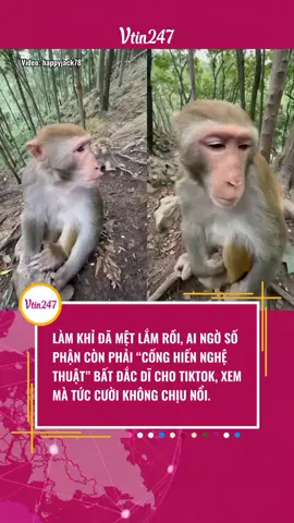 CỐNG HIẾN VÌ NGHỆ THUẬT #vtin247 #tiktoknews #tiktokgiaitri #giaitritiktok 