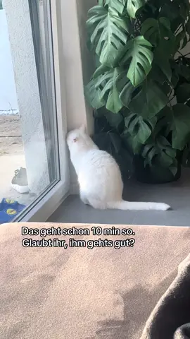 Irgendwie Süß aber auch komisch 😂#katze #cat 