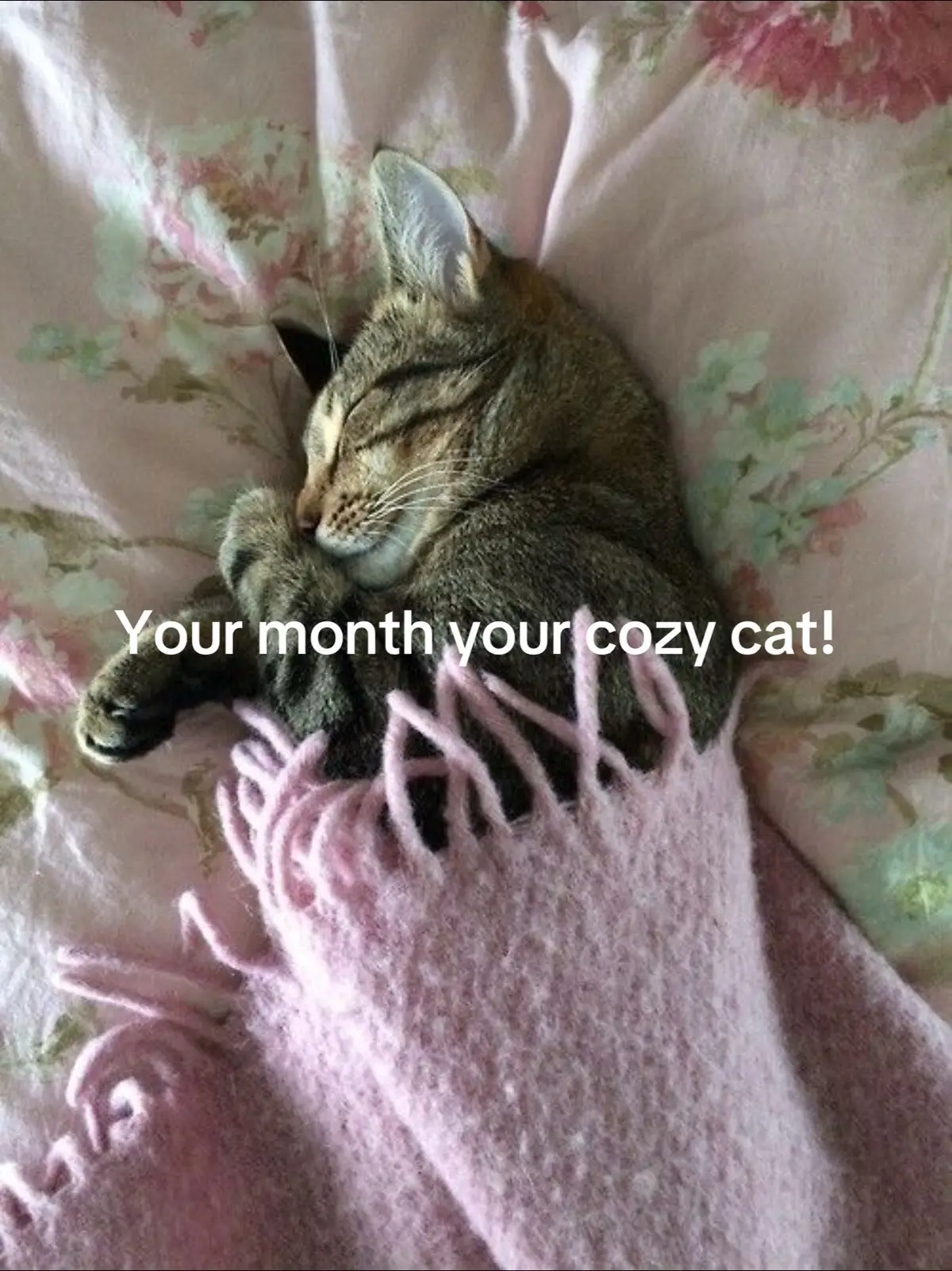 #cat #catsoftiktok #slideshow #fyp #foryou