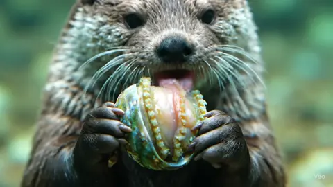 #ai #asmr #asmrsounds #asmrvideo #asmrtiktoks #abalone #aiasmr #nature #satisfying 