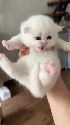meow meow  #cat #cats #catsoftiktok #catlover #cutecat #funnycat #meow #kitty #pet #fyp #kucing #kucinglucu #kucinggemoy #kucingviral #pecintakucing 
