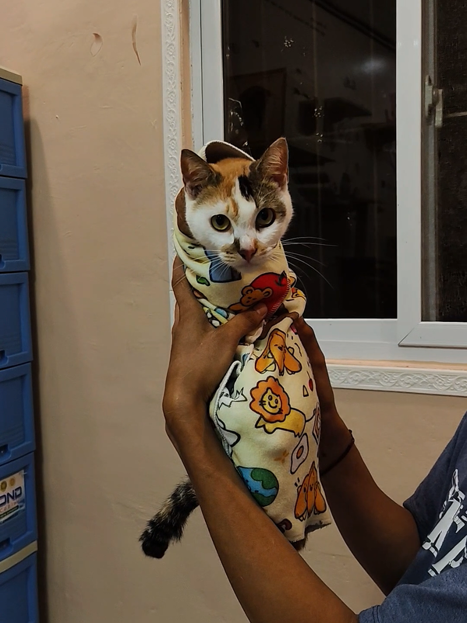 Replying to @glydelvelasquez22 totoo hahaha eto lang pala magpapa bait sa mga pusa namin 😆😂 #catessentials #catclothwrap #catwrappingcloth #multifunctionalcloth #catgroomingtools 