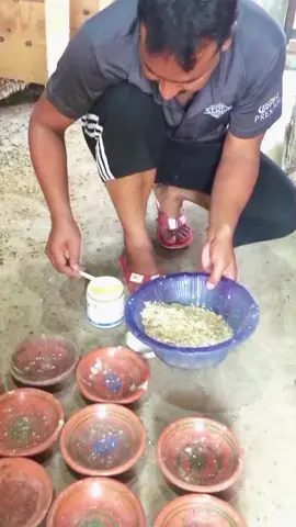 parrot Breeding Farm ,parrot softfood #creatorsearchinsights  #smallparrots, #birdtraining, #budgies, #pets, 