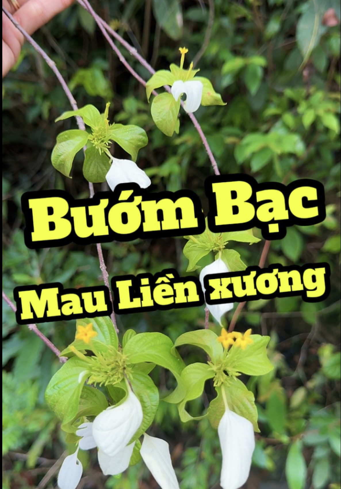 Bướm Bạc - phục hồi xương gãy. Lợi tiểu, giảm phù thận. #duocsilenghia #caybuombac #gayxuong #baithuocdangian 