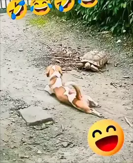 asu akn lucu di tangan pengasuhnya 😂#fyp 
