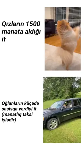 #kəşfetedək #tutdubu🔱👑 