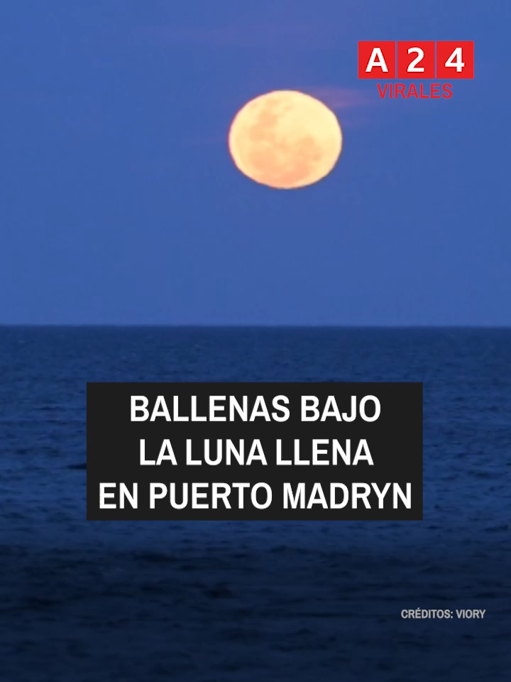 🐋🌕 BALLENAS BAJO LA LUNA LLENA EN PUERTO MADRYN En Puerto Madryn se vivió una postal única: la salida de la luna llena coincidió con la aparición de ballenas francas australes muy cerca de la costa, sorprendiendo a turistas y residentes. Los visitantes describieron la experiencia como inolvidable. “Hoy vimos ballenas a 200 metros de la playa, fue increíble, difícil de creer”, expresó una turista. Otros destacaron la combinación del mar, la luz de la luna y la presencia de los animales. #PuertoMadryn #Ballena #LunaLlena #Turismo #A24