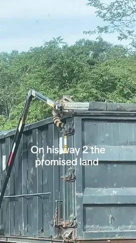 #raccoon 