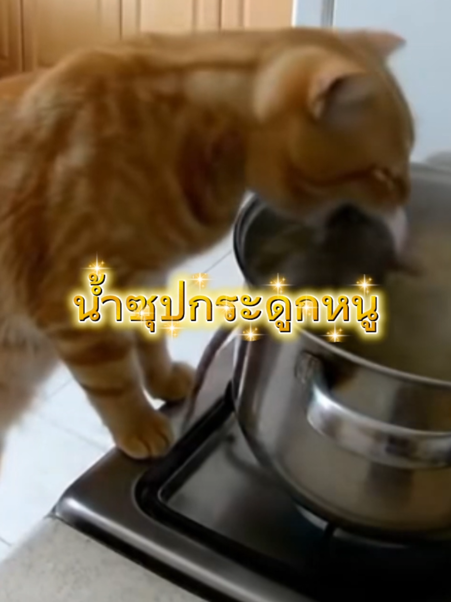 น้ำซุปกระดูกหนู 555 #ข่าวtiktok #ข่าววันนี้ #ข่าว #ทาสแมว #หนู  @Sealek @Sealek @Sealek 