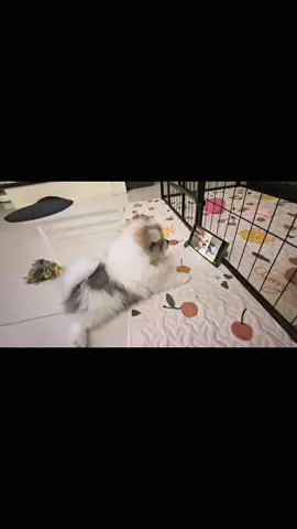 เด็กติดโซเชียล😆😆 #ปอมเมอเรเนียน #หมาน่ารัก #pomeranian #fyp #ข้าวซอยที่เป็นหมา 