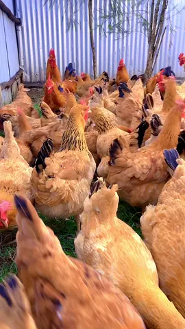 #creatorsearchinsights #lydiahpoultryfarm #PoultryFarming 