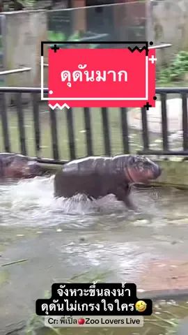 กองเชียร์เพียบทำให้ลูกสาวหนุกใหญ่🤣🤣🤣 08/09/68 #หมูเด้ง #moodeng #pygmyhippo #ขาหมูแอนด์เดอะแก๊ง #สวนสัตว์เปิดเขาเขียว 
