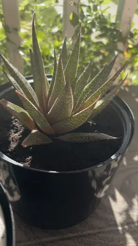 #plantlife #plants #succulents #fyp #goodmorning 