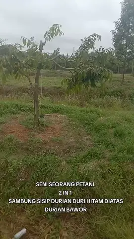SENI SEORANG PETANI