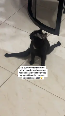 Tom es muy valiente, pero también hay cosas que le entristecen su mirada 😢 #gatitocondiscapacidad #lovecat #gatitos #discapacidad #soytom 