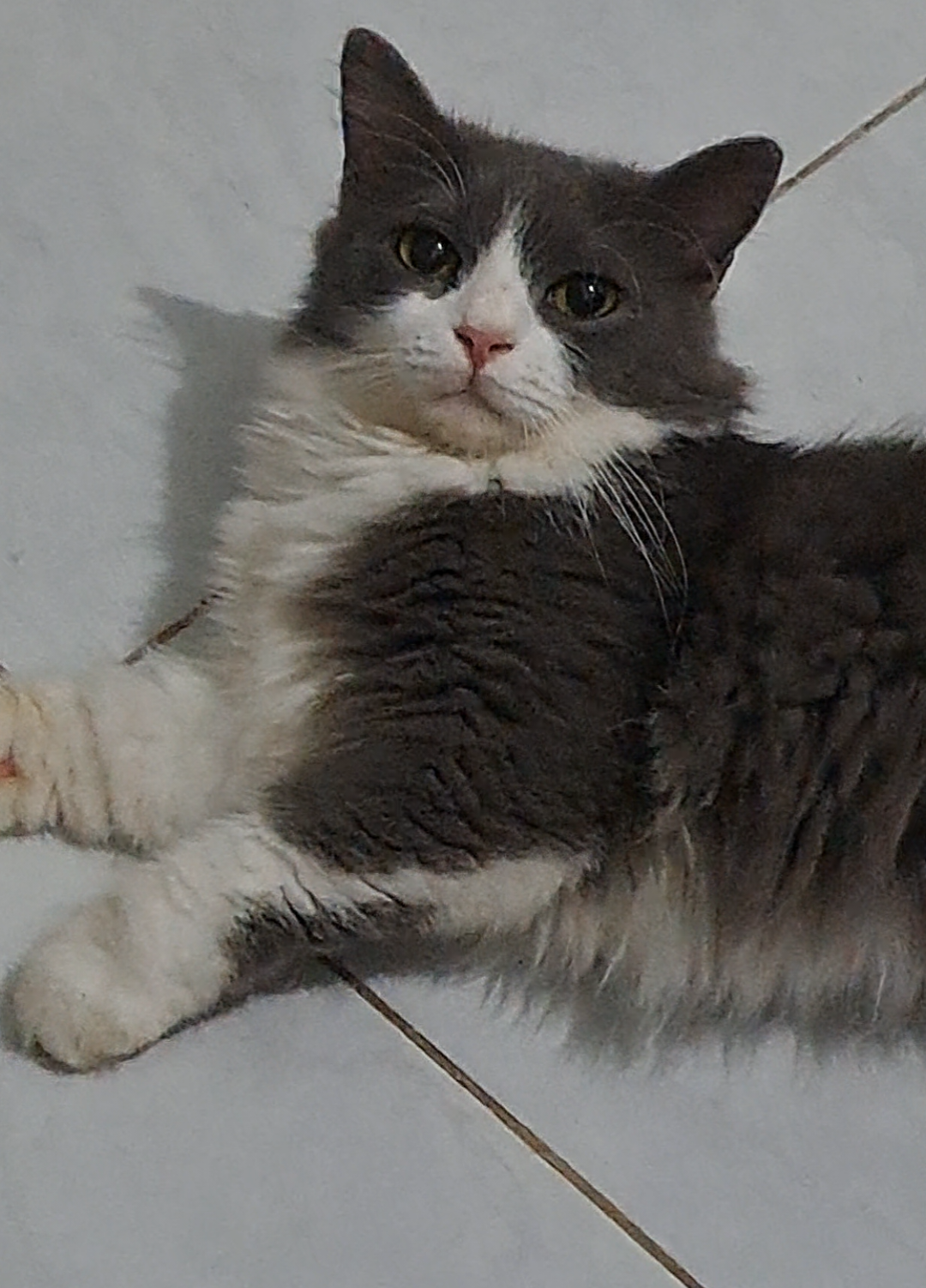 gudnite hooman dari abubu yg lagi birah* #kucinglucu #fyppppppppppppppppppppppp 