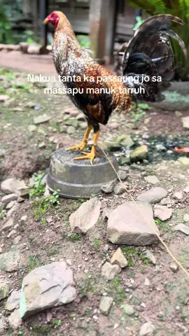 Ahh eda aku tanta 🤣 #fyppppppppppppppppppppppp #ayamimportfilipin🇵🇭 #kakigetar🐓 #enrekang #fypage 