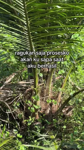 🤗 #sawitriau #sawitontiktok🌴🌴 #setorysawit🌴 #fyp 