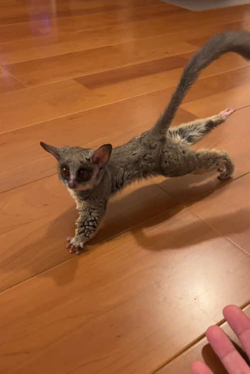 #happy #galago #bushbaby #cute #funnyvideos 