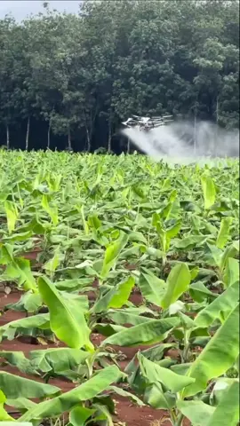 Mempercepat proses penyemprotan tanaman pisang menggunakan teknologi drone  #fyp #viral #trending 