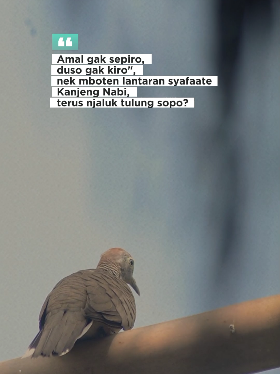 Perkutut Lokal Alam #perkutut #beranda #fyppppppppppppppppppppppp #perkututlokal #sholawatjawa 