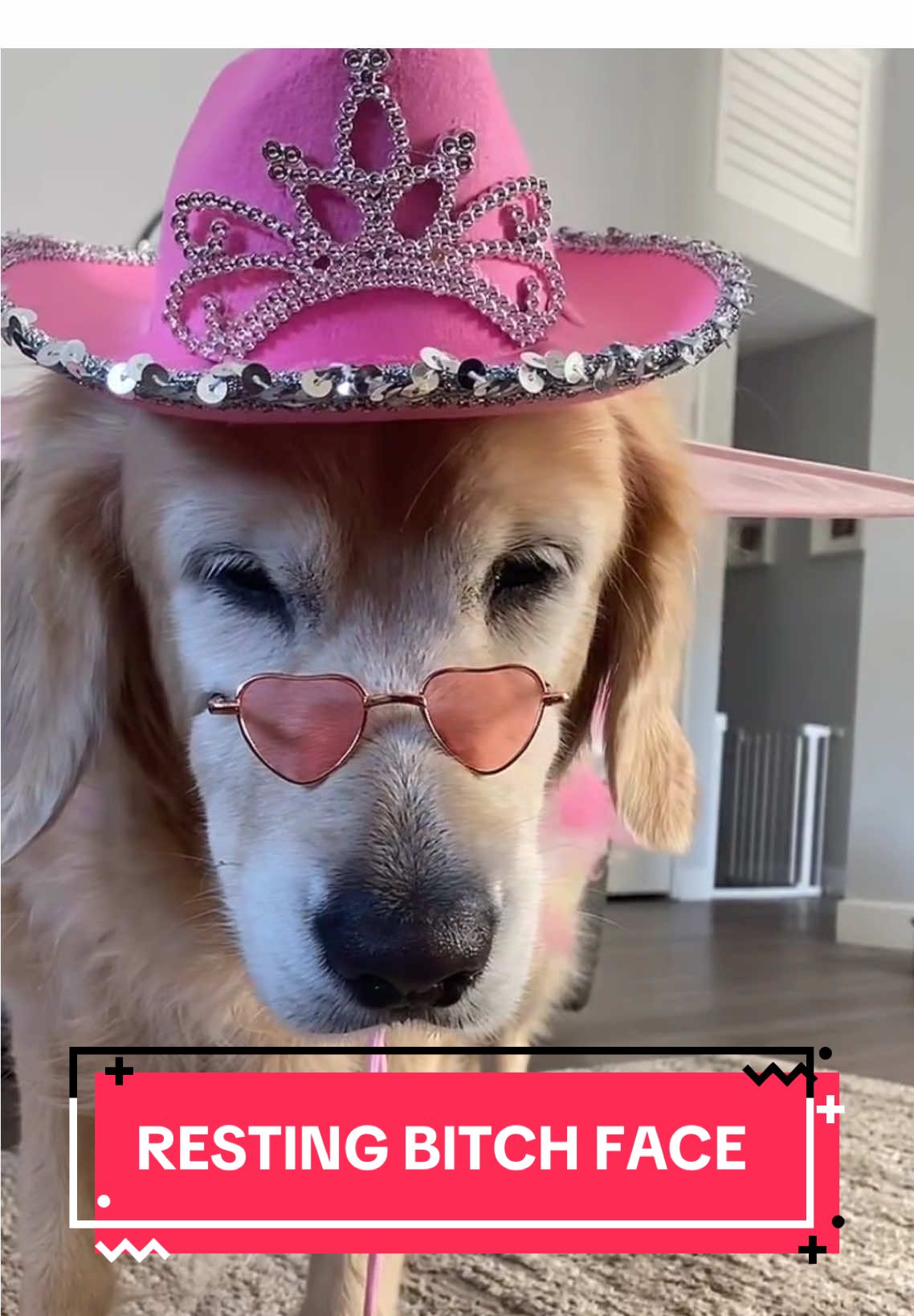 Kobe has the extreme case of RBF along with a typical golden retriever’s stubbornness. #goldenretriever #fyp #funny #dog #fypシ゚viral @Cameron Whitcomb 