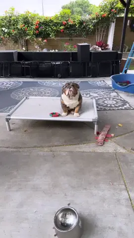 minienglishbulldog TikTok  Facetime Open 🐾 😺  customer service Best  Veterinaran examination  Health certificate /AKC  Pedigree - Register paper 📜  Vaccinated and Dewormed  .. .. #englishbulldog #englishbulldogpuppy #englishbulldogsoftiktok  #englishbulldogs #englishbulldogpuppies 