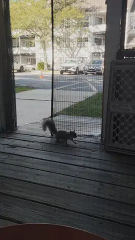 this little asshole 