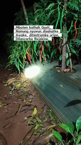 disyukuri mugi ditambah kalih gusti 🤲 #petaniindonesia🇮🇩🇮🇩🇮🇩🌿🌿 #petanimuda #petanicabai🌶️🌶️🌶️ 