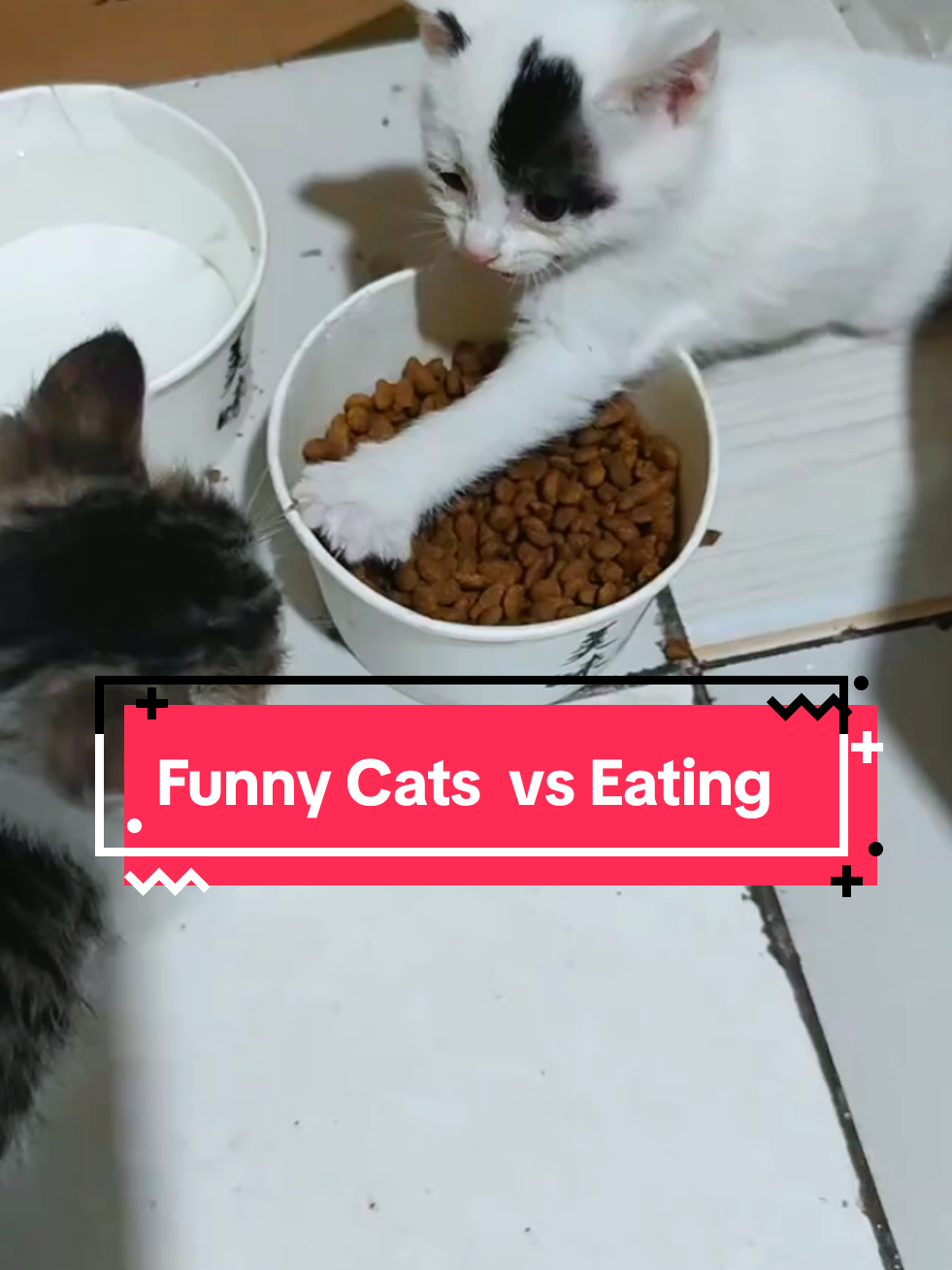 cute babies eating funny short video 🤣🤣🤣🤣 From United States 🤣🤣🤣🤣 #funnycats #foryoupage #cattok #fypシ #usa 