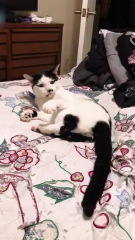 so funny!!!#cats #cute #funnycat #funny #funnyvideos