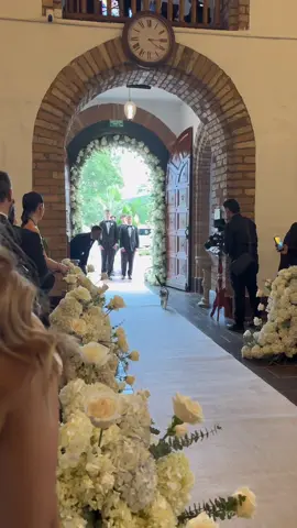 ¿El gatito se quiere casar o buscar de papá Dios? #matrimonio #weddingday #cat #medellin #fyp 