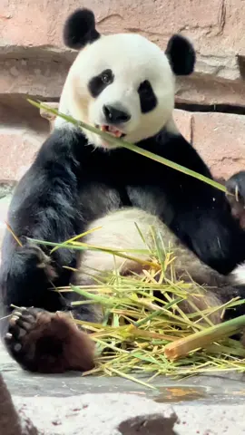 #panda #pandalover🐼 #viralvideos #foryour