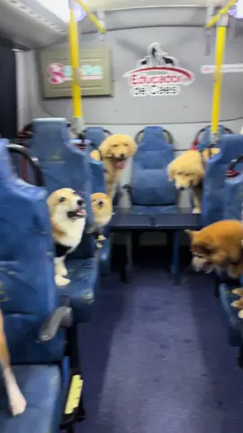 Bom diaaaaaaaa ❤️🐶🚍