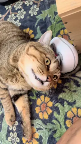 Electric cat head massager, massage device, cat grooming tool, soul extractor, unclogging, kneading, vibrating and relaxing #cute #funny #animals 