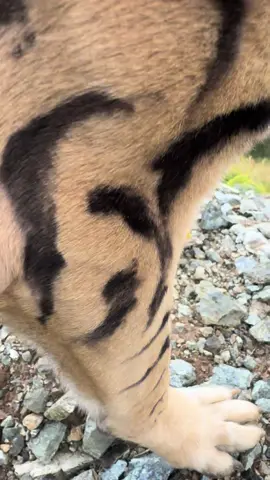 #fyp #viral #viralvideo🔥 #tiger #dog king Rambo🐅🐅🐯🐯