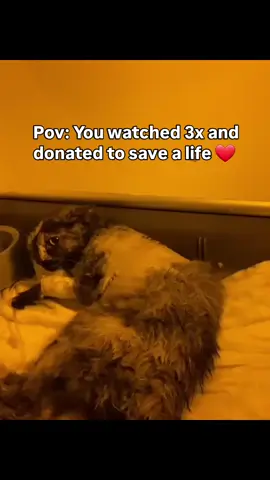 We rescued him two weeks back and after two major surgeries,  he's still fighting for his life.  His video went viral after rescuing him with everyone that complained why we used a broom on him since he was so fierce and angry to catch . Still on medication and needs your kindness and support to heal.  Donation link in the bio to support his remaining balance of $320 Any donation counts and will be appreciated 🙏  #repost #catsoftiktok #catrescue #rescuekittens #catsfollowers #cats #straycatsoftiktok #communitysupport #catstiktok #unitedkingdom #usa #europe #germany #switzerland #furryfriends 