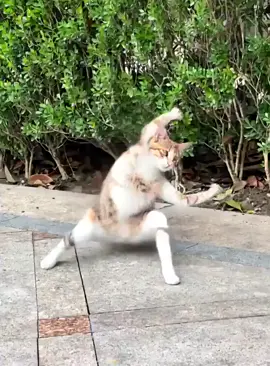 When I woke up, my cat was good at kung fu!#cat #cutecat #kung fu@pettCraze 