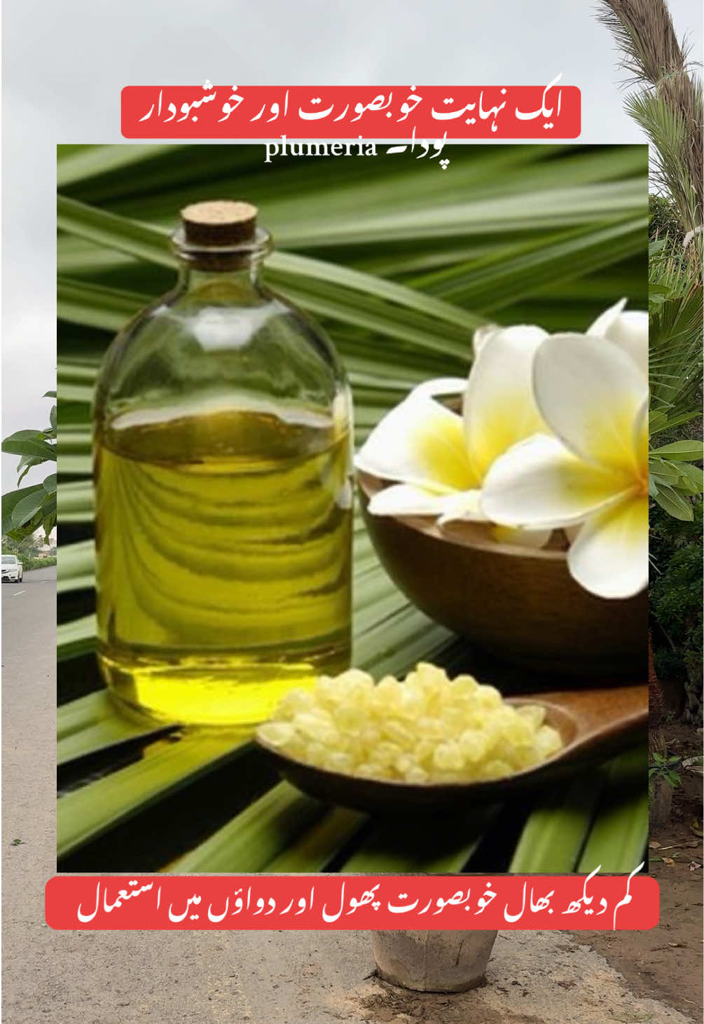Plumeria ( چمپا ) #fyp #fragrances #medicine #beautifull #flowers 