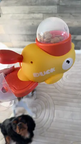 New interactive toy for the pooches. Although may take some training to get used to how to do it 😅 can’t complain for the price though! Bargain! #dogsoftiktok #cavaliersoftiktok #fyp #tiktokmademebuyit 