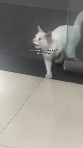 🥹#catlover #fyp 