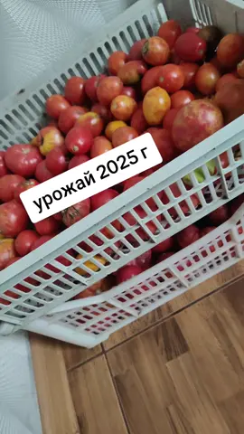 урожай 2025 г
