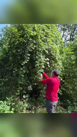 Jetta is a mother of two kids, she works full time, and she has a jungle in her backyard. she needs help ❤️ #cleaningtiktok #happyday365 #CleanTok 