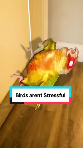 Birds aren’t stressful? Really? #bird #lol #conure #funny 