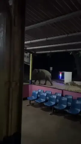 තනියා 😂 #habarana #හබරණ #habarana_srilanka🐘😍 #srilankatravel #elephant #goviral #viral #fyppppppppppppppppppppppp @𝟏𝟒:𝟏𝟒 @sasith_kumarasinghe @sarindu_x @AN 13 🤍 @SANJANA🇱🇰 @Methmina Kalum ❤️ 