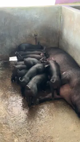 Đen đu bò 🐮 #lợn_nái #lợn🐷 